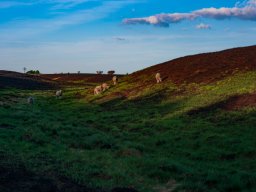 IMGP4923_Faarene nyder det friske graes